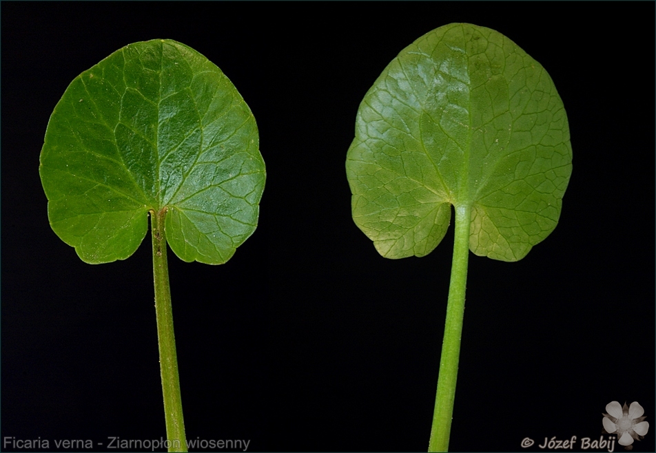 Ficaria verna leaf - Ziarnopłon wiosenny 