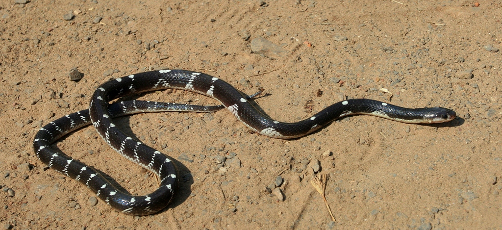Snakes: Blue Krait snakes