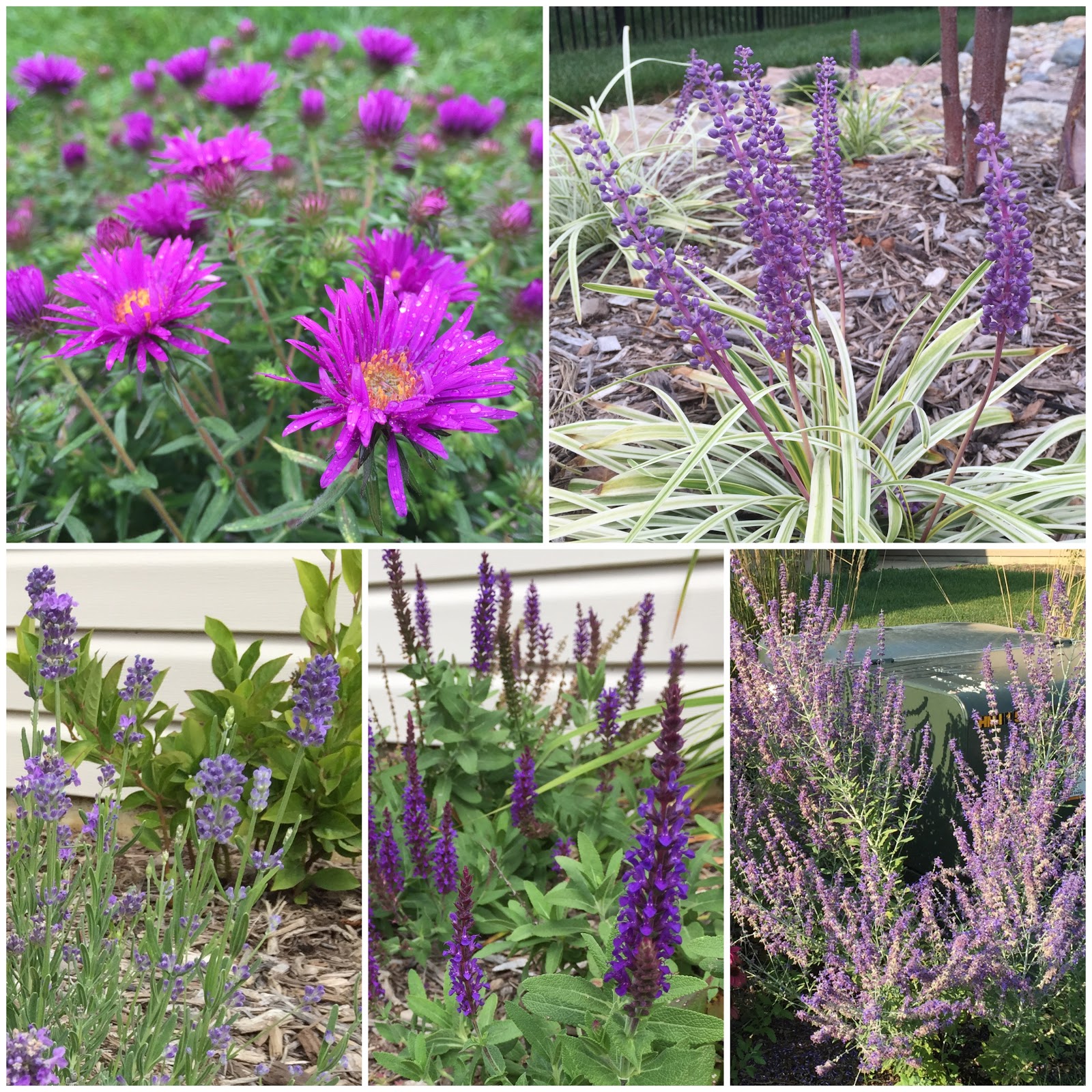 Garden Bloggers' Bloom Day - September 2015 [Backyard Neophyte ...