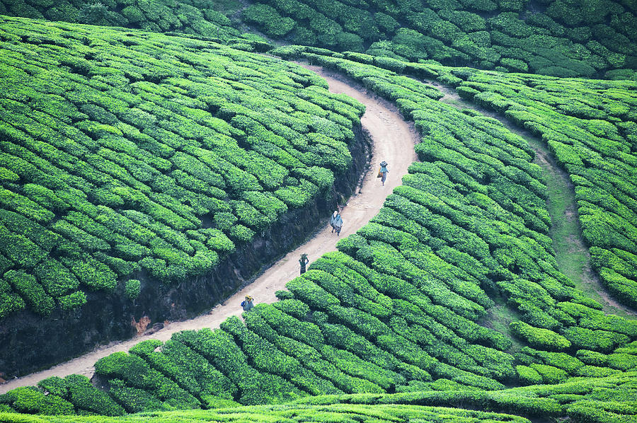Highest tea plantations, Munnar and John Munro