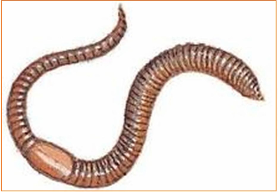 Передний и задний конец червя. Дождевой червь без подписей. Доисторический дождевой червь.