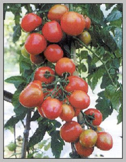 Budidaya tanaman tomat