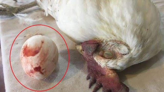 Mati Tragis, Dipaksa Terus Bertelur, Ayam Ini Mati Lemas dan Perhatikan Kondisi Telurnya Mati Tragis, Dipaksa Terus Bertelur, Ayam Ini Mati Lemas dan Perhatikan Kondisi Telurnya