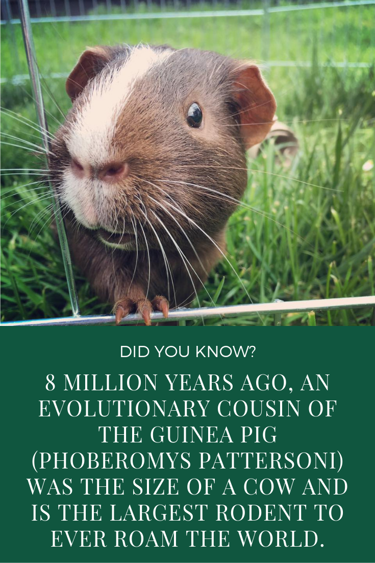 8 million years ago, an evolutionary cousin of the guinea pig