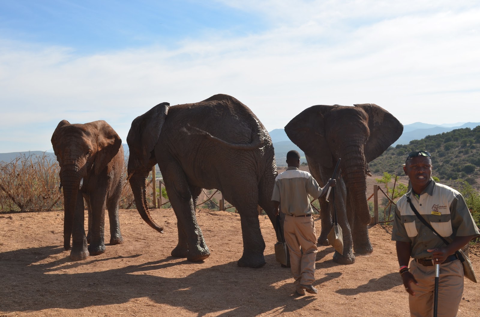 Khayamnandi 43. Road Trip! Elephants, Caves and Ostriches Oudtshoorn