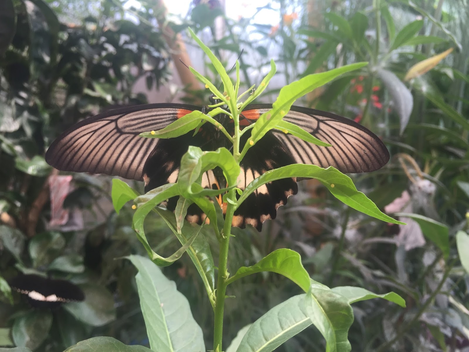 The Horniman Museum Butterfly House The Ark In Space