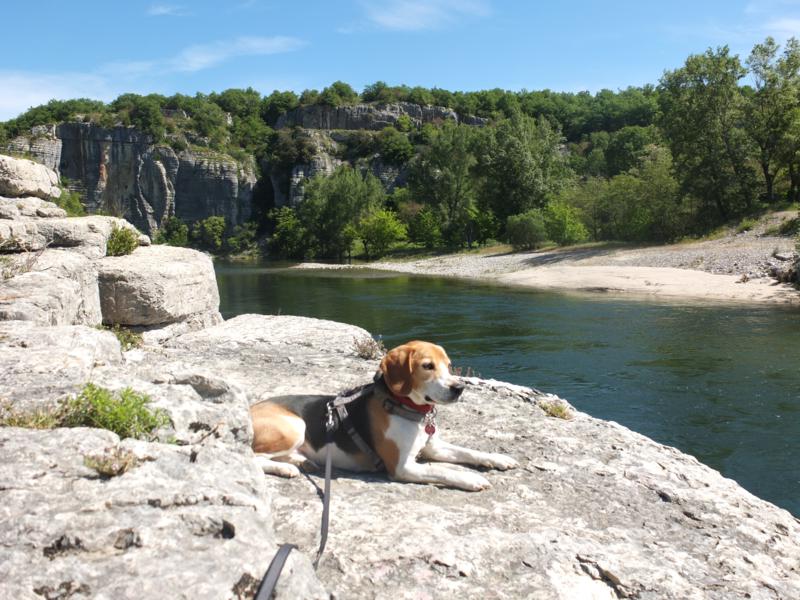 Ein Beagle auf Wanderschaft Ardêche mit Hund Wandern oder Paddeln?