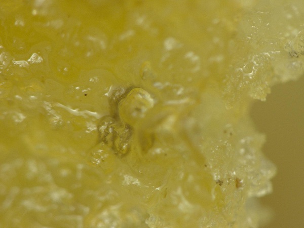 McDonald's Chicken McNuggets found to contain mysterious fibers, hair-like structures; Natural News Forensic Food Lab posts research photos, video McDonald's Chicken McNuggets found to contain mysterious fibers, hair-like structures; Natural News Forensic Food Lab posts research photos, video