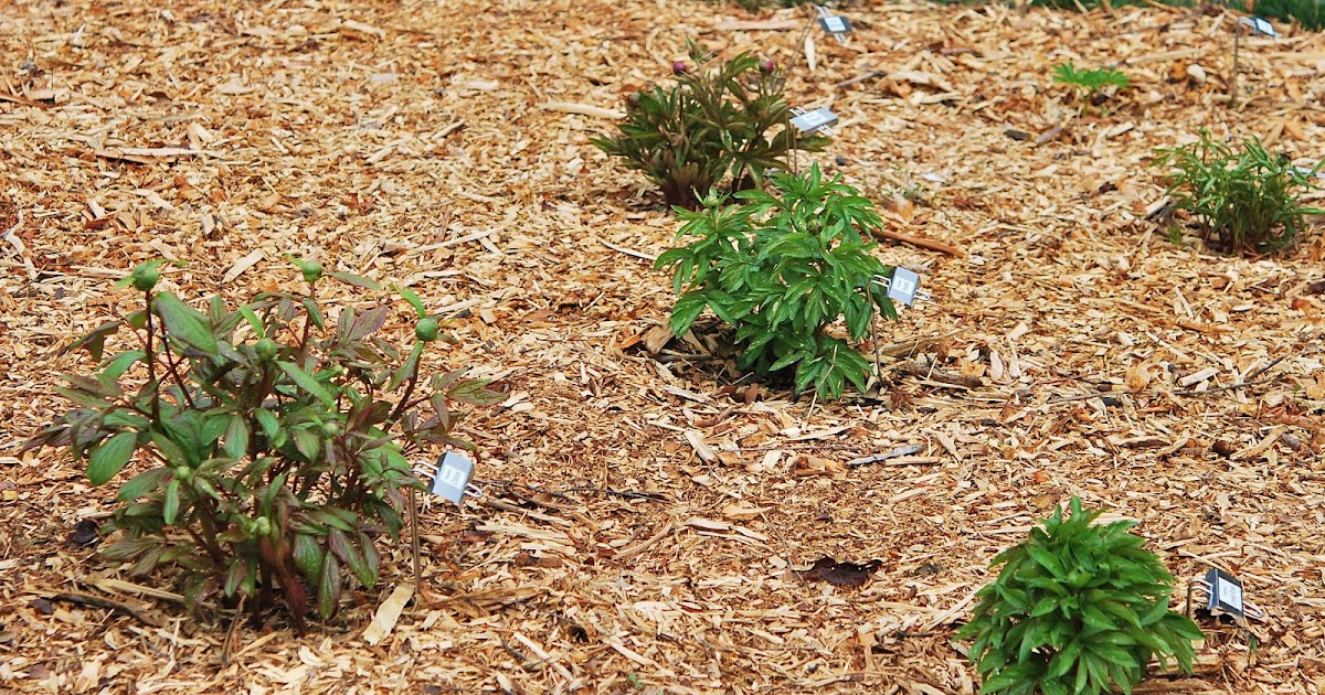 Southern Peony 2012 Peony Mulch