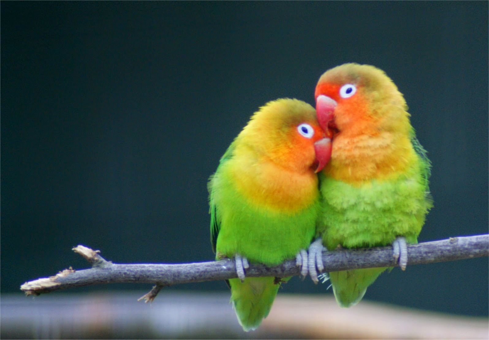 Ada Beberapa Cara Merawat Burung LoveBird TMCC Gerlong 47