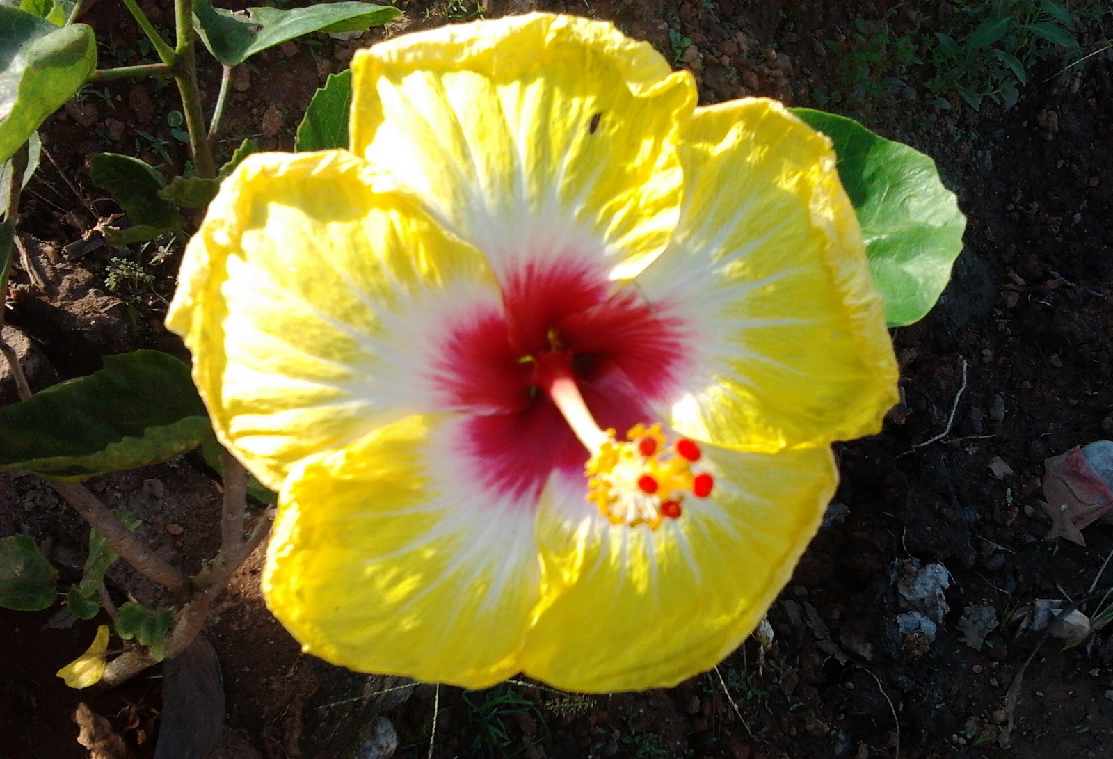 yellow hibiscus coloring pages - photo #46