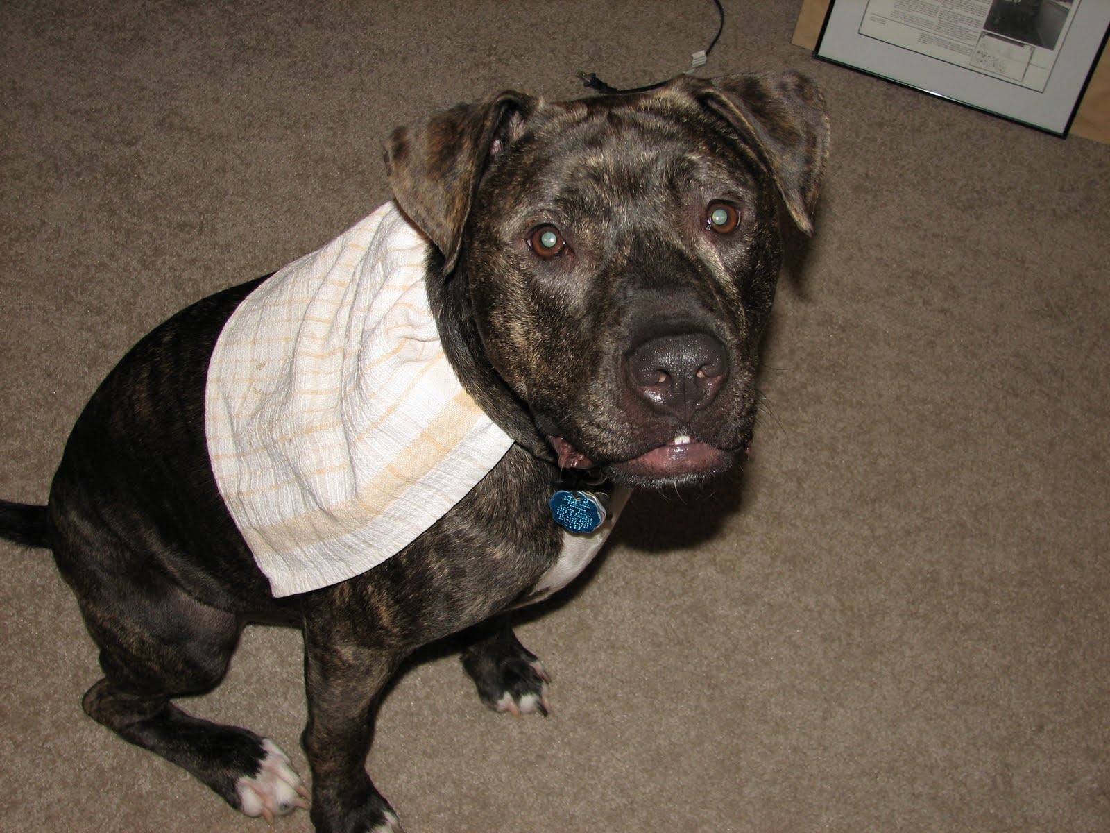 A Dog Named Hank the adventures of super hank!