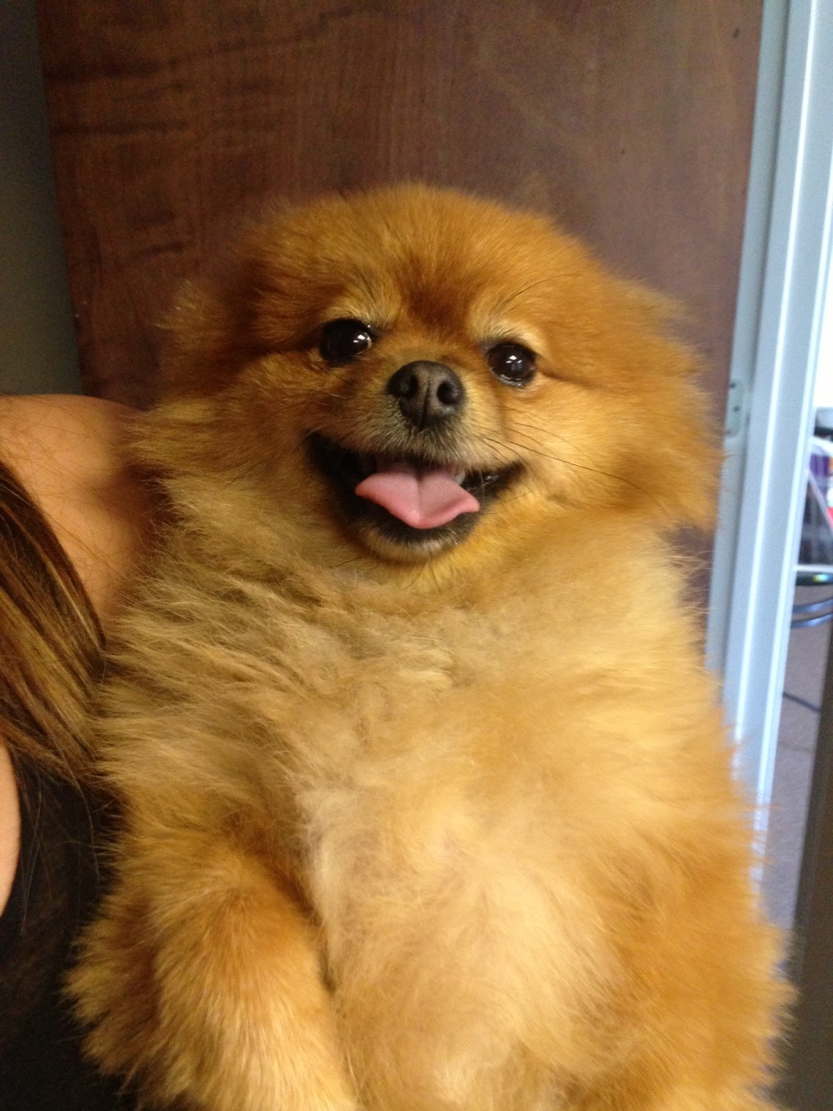 Marietta Vet Clinic, The Animal Clinic and Pet Clinic Pomeranian, Coco