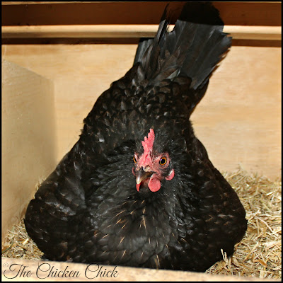 One of the most important nutrients needed for eggshell formation is calcium. Most of us understand that laying hens need calcium to make eggshells and realize that commercially produced layer feed contains some calcium, but it may not be clear why providing oyster shells, a second source of calcium, is beneficial to laying hens. One of the most important nutrients needed for eggshell formation is calcium. Most of us understand that laying hens need calcium to make eggshells and realize that commercially produced layer feed contains some calcium, but it may not be clear why providing oyster shells, a second source of calcium, is beneficial to laying hens.