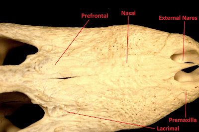 Biology of the Reptilia: Lab 3: Crocodylia (Michele and Brad)