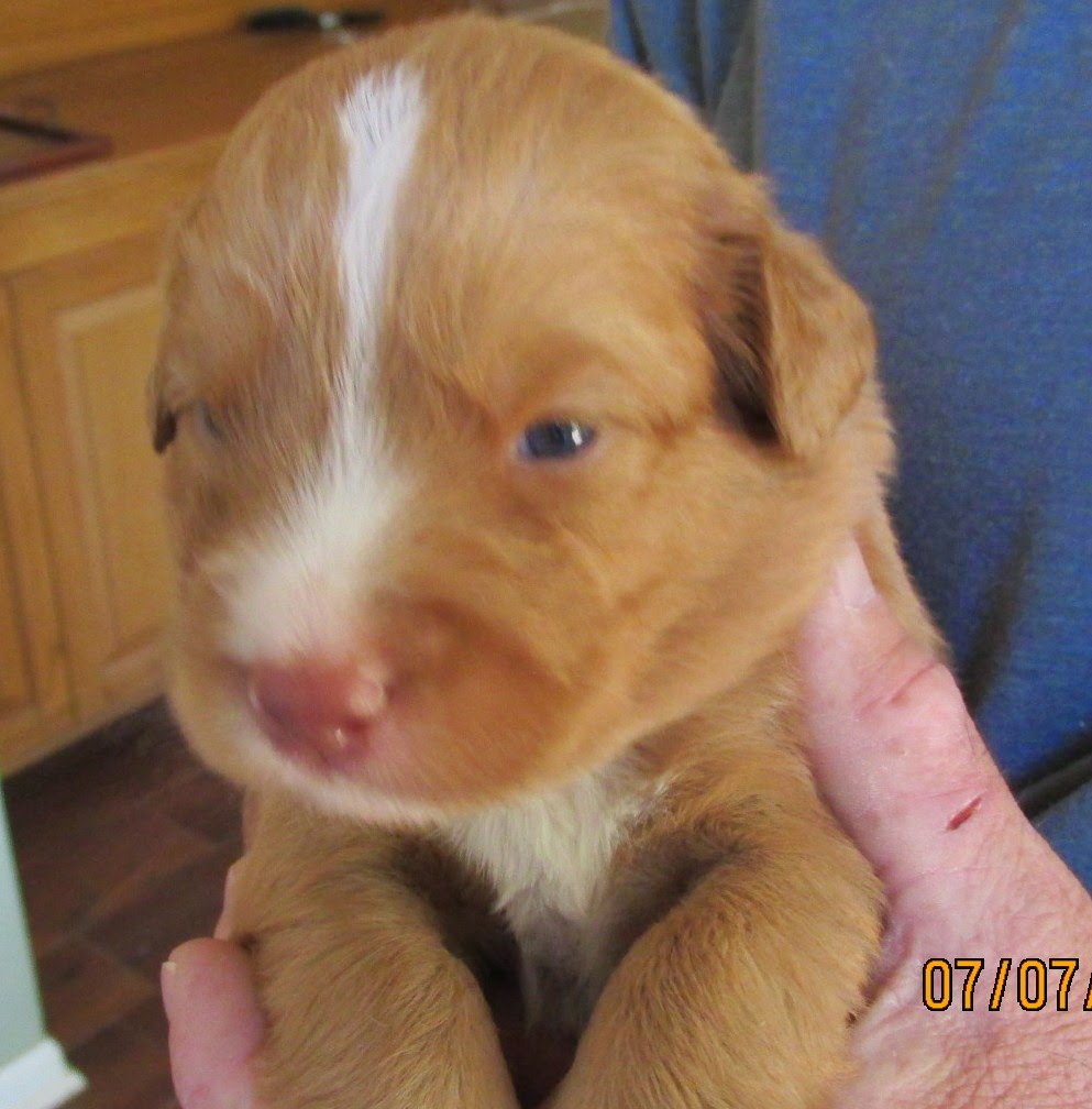 Nova Scotia Duck Toller Puppies: PUPS HAVE BEEN PLACED- Toller Pups