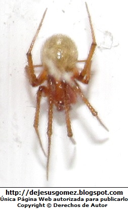 Araña Araña con las patas encogidas. Foto de araña tomada por Jesus Gómez