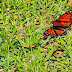 as borboletas no jardim