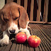 Ποια φρούτα μπορεί να τρώει ο σκύλος; 