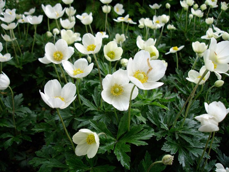 Facts About The Anemone Sylvestris Anemone Flowers