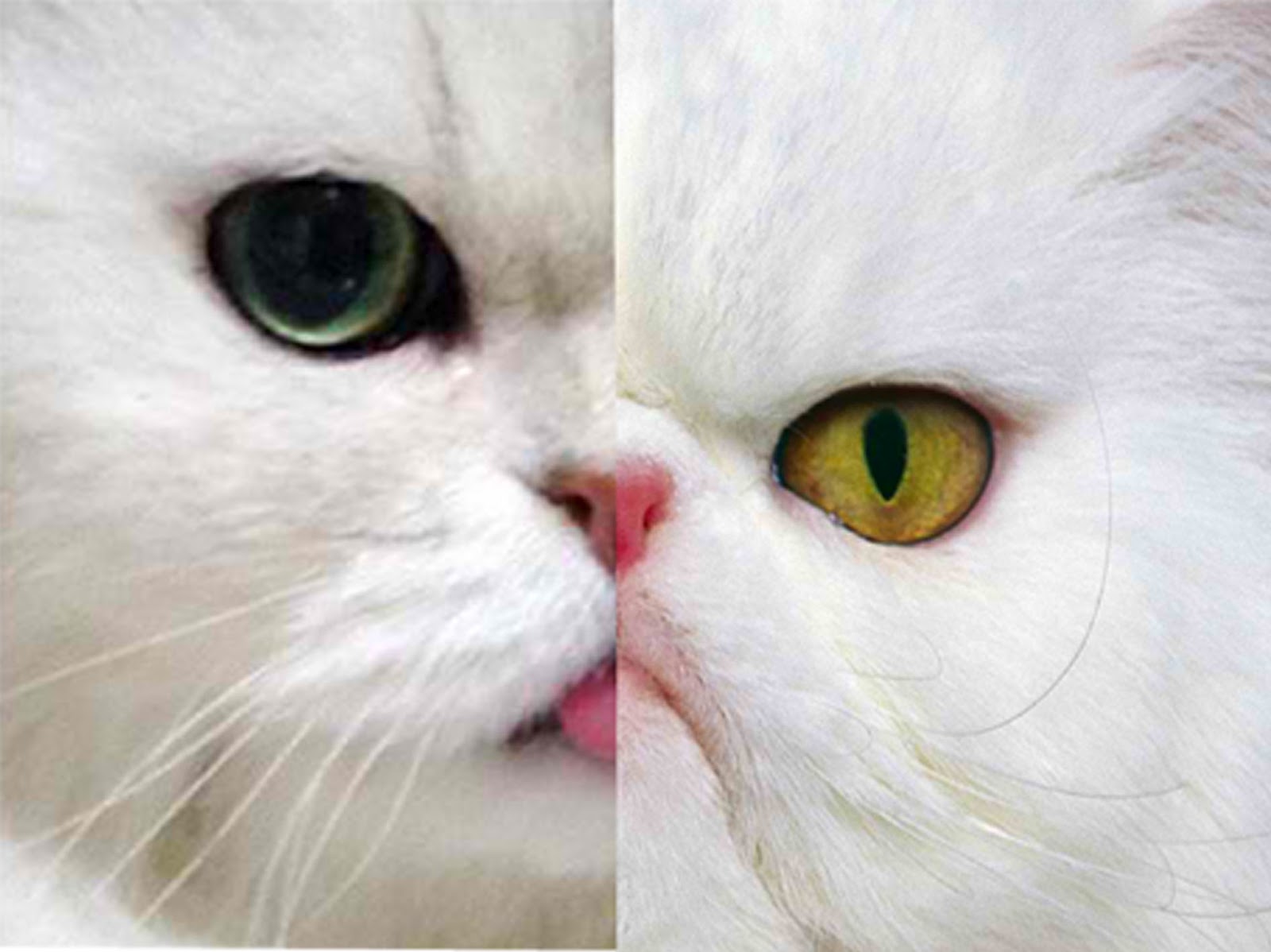 Persian Cats in the Philippines More Than the Breed Standard