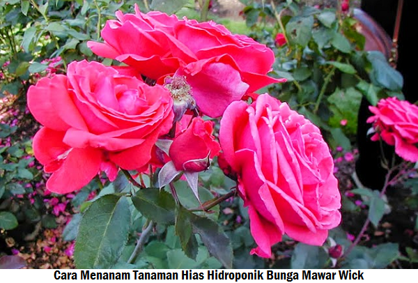 Cara Menanam Tanaman Hias Hidroponik Bunga Mawar Wick