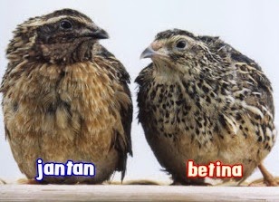 Burung Emprit Jantan dan Betina: Mengenal Perbedaan dan Karakteristik
