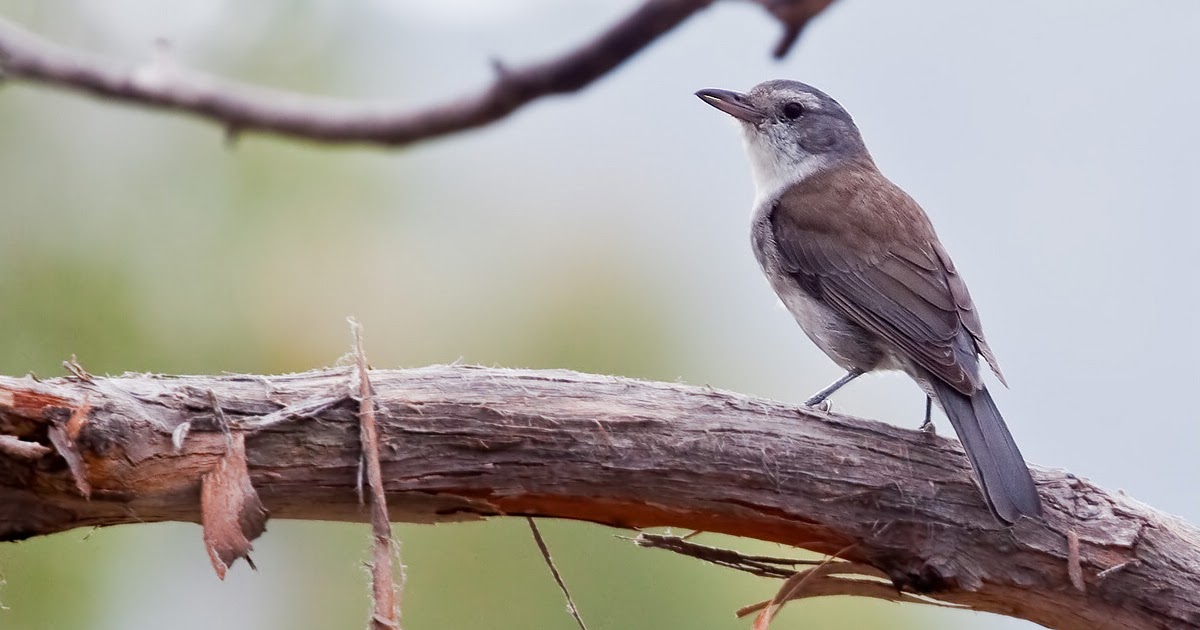 Variety of Life Pachycephalidae