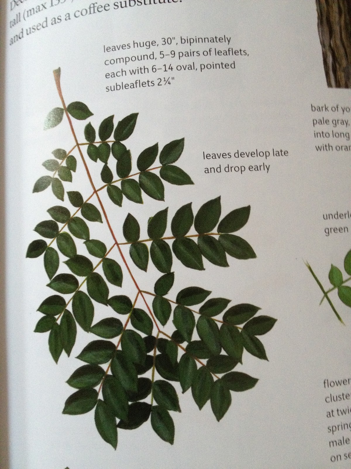 PHILLY TREES PATTERNS A KEY TO NAMING THE TREES