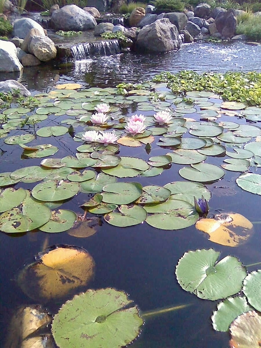 Late Summer Water Feature Care