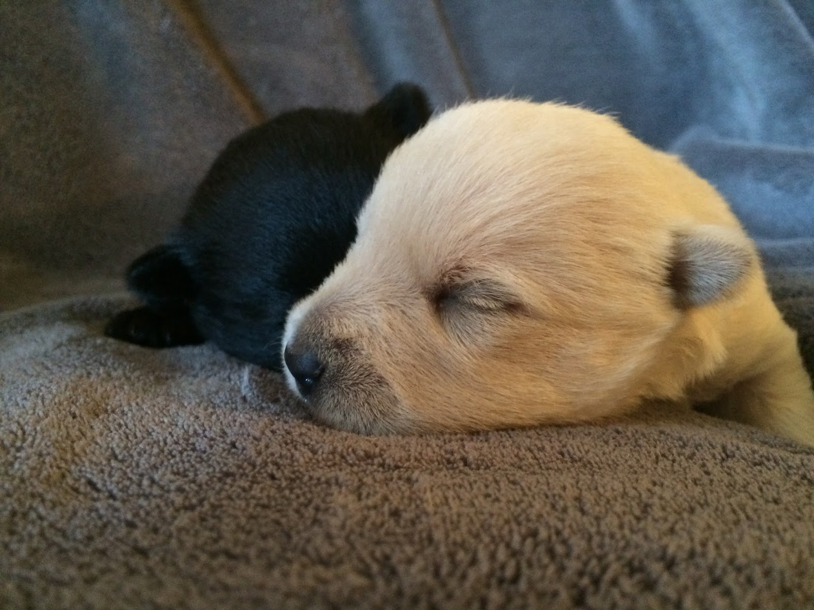 Alterton Scottish Terriers We are happy to announce the arrival of a