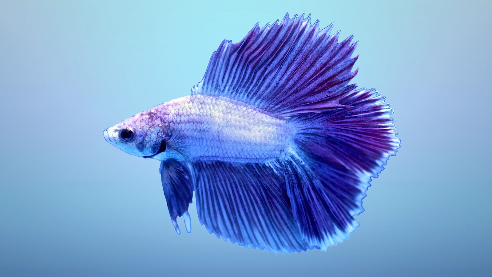 Betta Fish Live Wallpaper 64