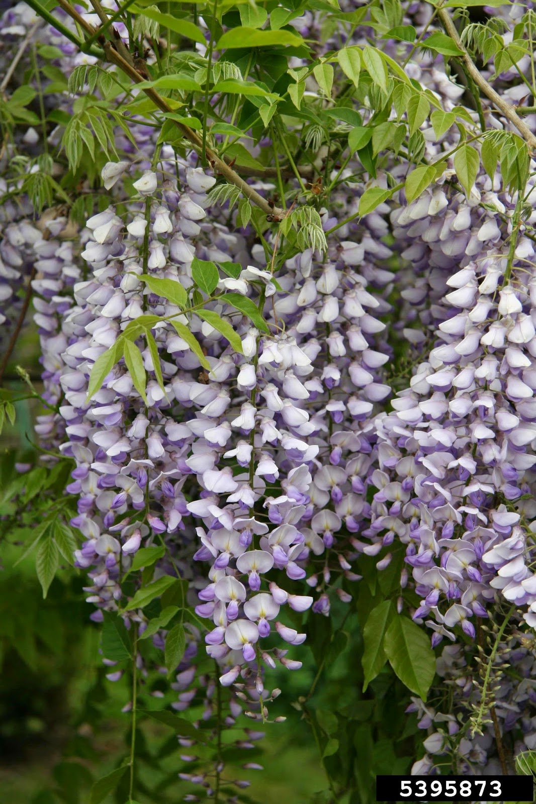 Center for Invasive Species and Ecosystem Health Fill in the Gaps