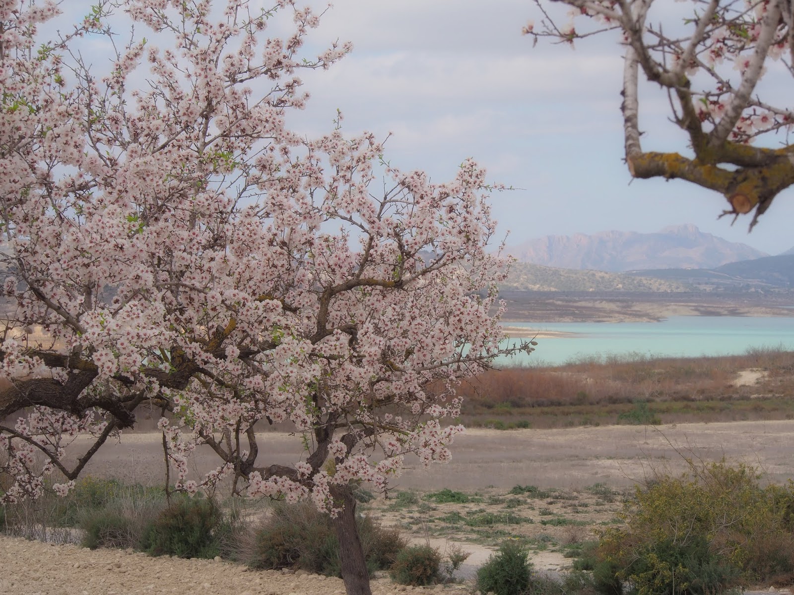 A whisper from the almond valley Almond Valley