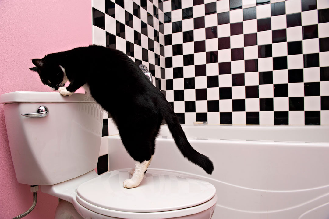 Robin Loznak Photography Trouble with cats