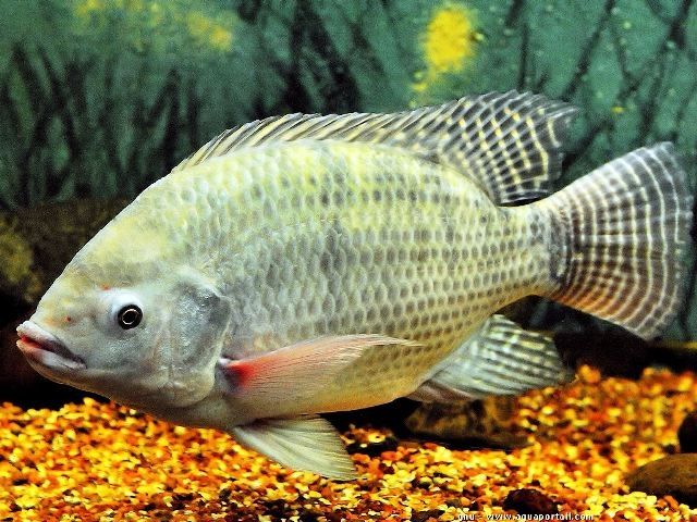 Klasifikasi Morfologi Ikan Mujair Lengkap dengan Asal Usul di Indonesia