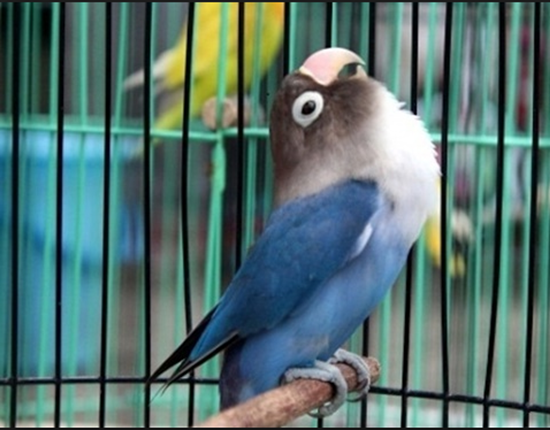 5 Tips Semoga Lovebird Biru Dapat Tampil Stabil Dengan Ngekek