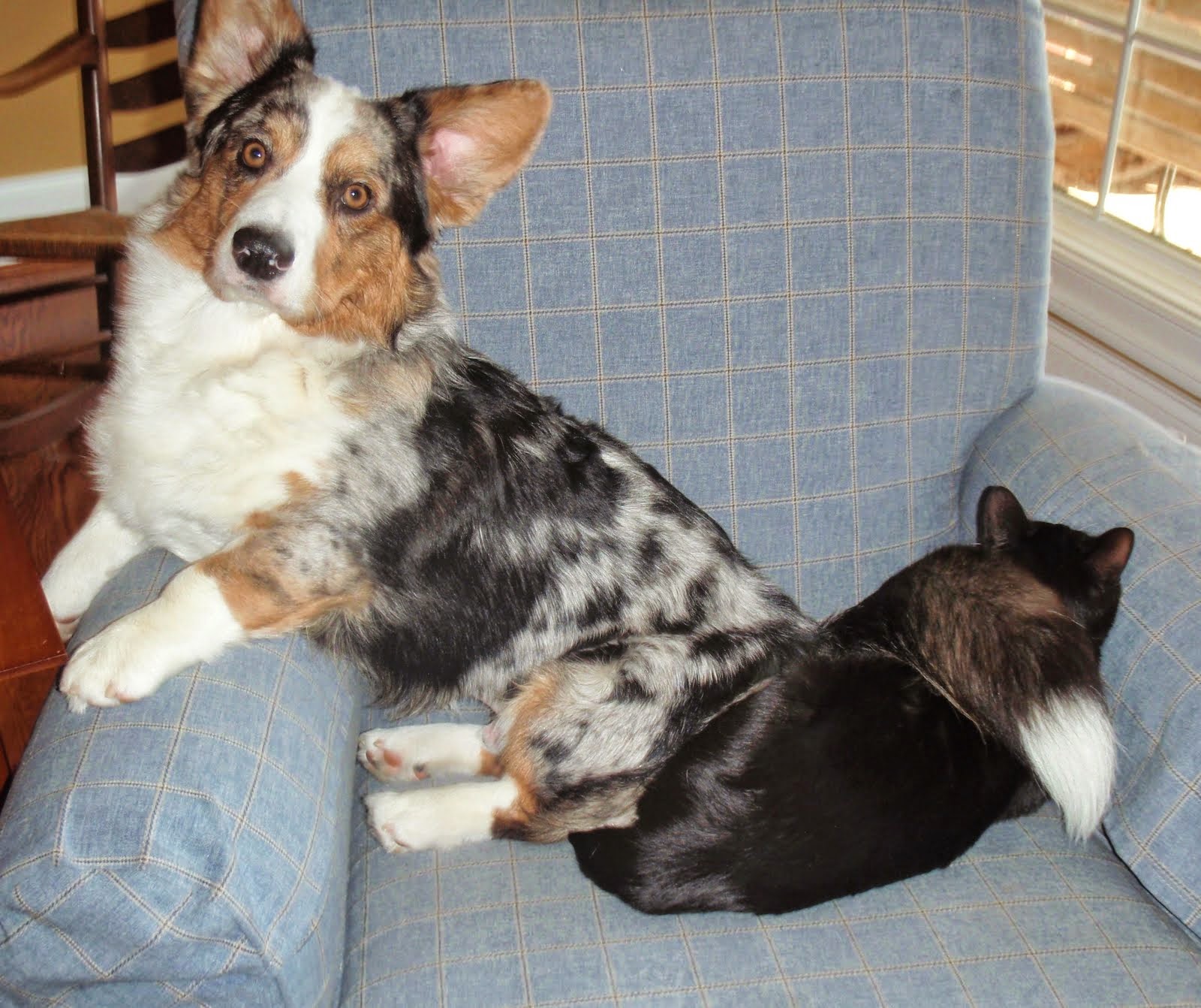 The Chronicles of Cardigan 8 Obvious Reasons Why Dogs Sit on Cats [With BONUS Video]