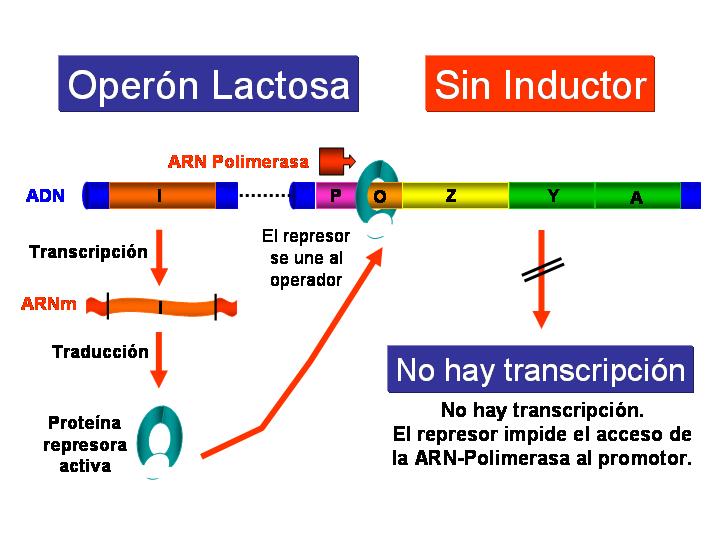 biologia molecular 8.2.1 OPERON LACTOSA biologia molecular 8.2.1 OPERON LACTOSA