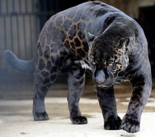 أكاديمية النمر الأسود لفنون الدفاع النمور في العالم Tigers In The World