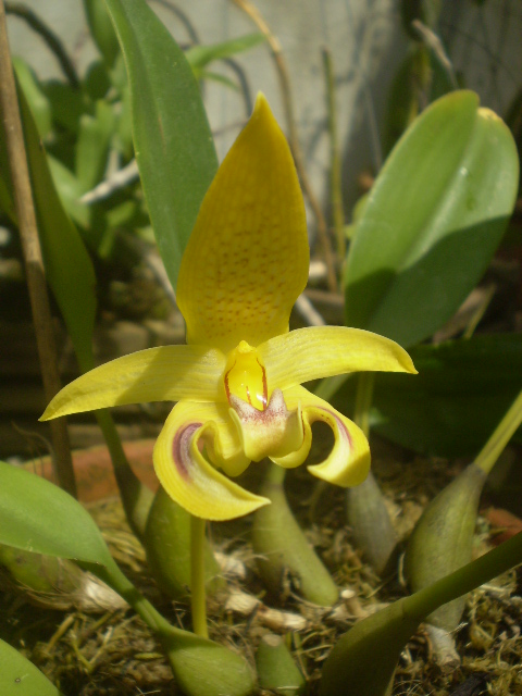 Dido Orquideas Bulbophyllum dearei