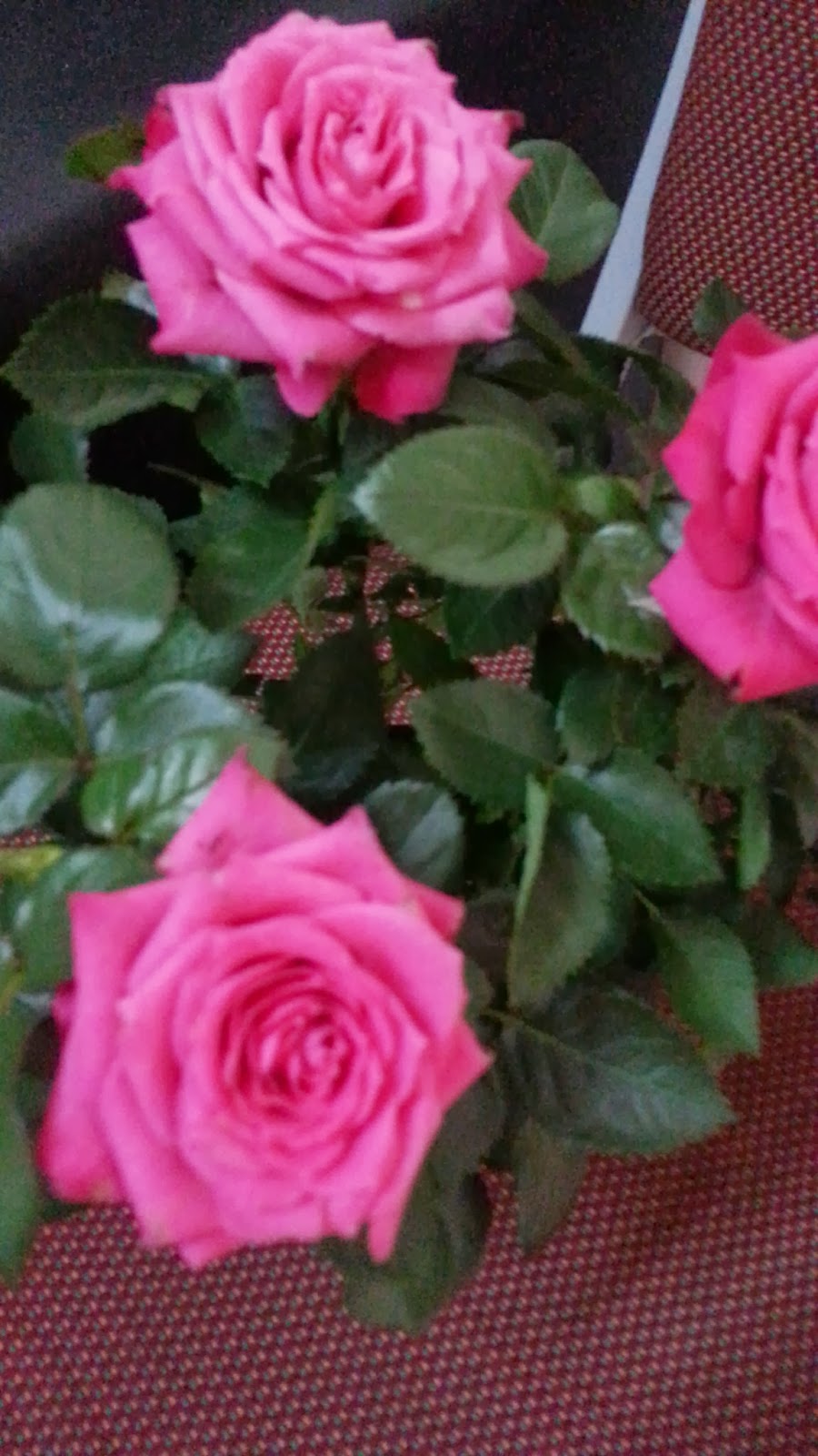 Gambar Pokok Bunga Ros Cantik Inilah Realiti Bukan Fantasi
