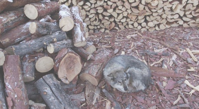 أبرد مكان على وجه الأرض