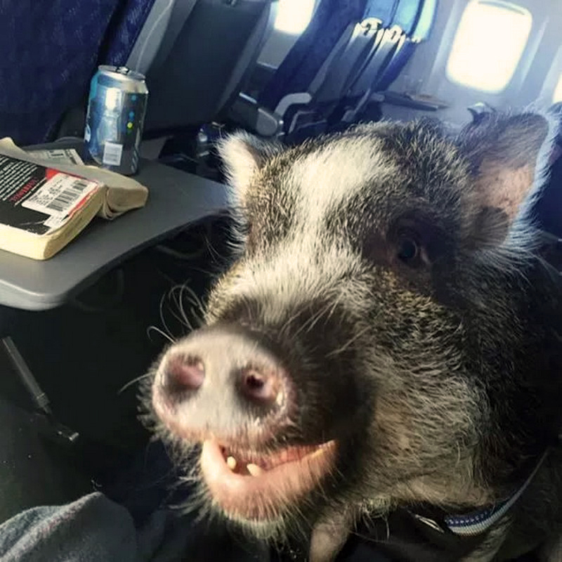 transpress nz pig on a plane