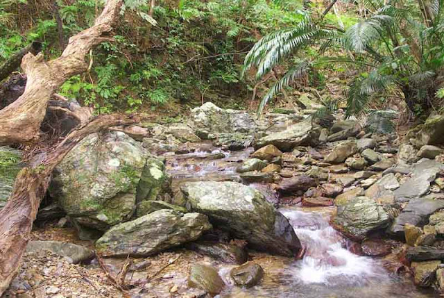 Stream, rocks, fallen trees, vegetation