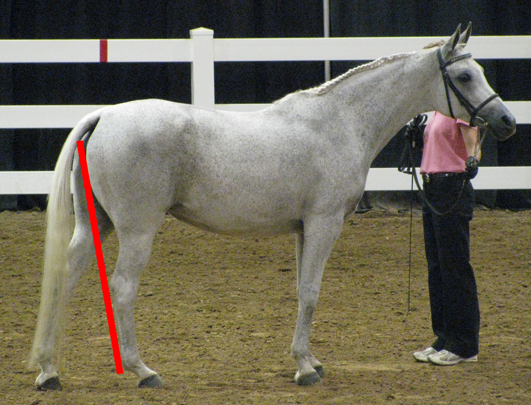 Musings at Minkiewicz Studios LLC: Equine Anatomy and Biomechanics: A