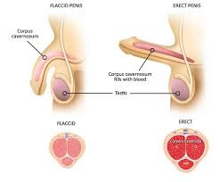 trichomoniasis pénisz a zuhanó erekció okai