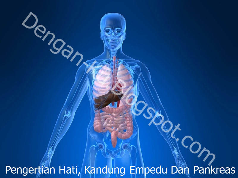 DenganKu Pengertian Dan Fungsi Hati, Empedu serta Pankreas