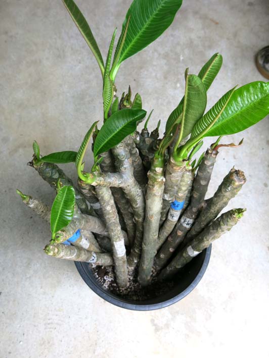 ジャンク植えの植え替え