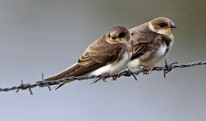 Sand Martins